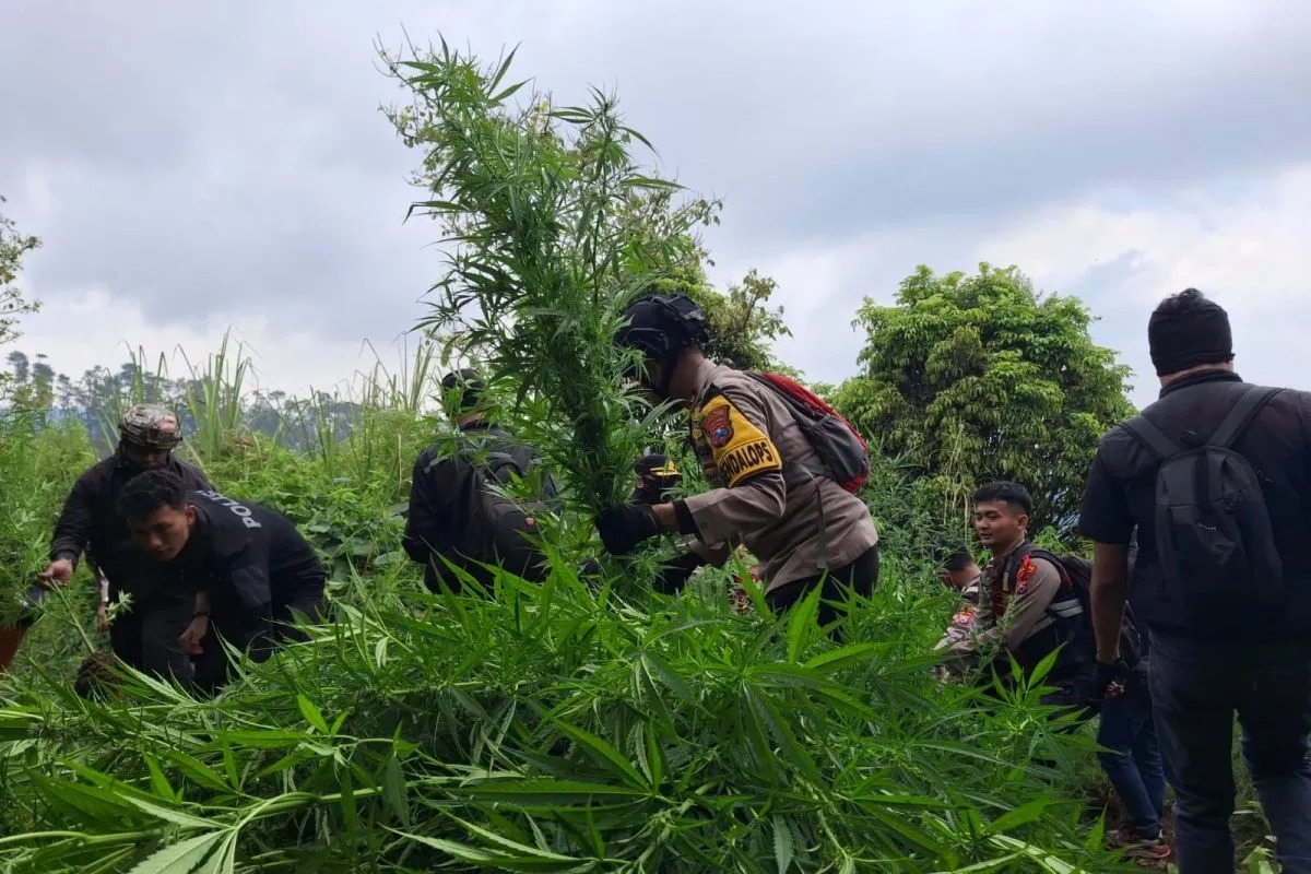 Ladang Ganja di Lereng Semeru Terbongkar, Polres Lumajang Amankan 10.000 Batang